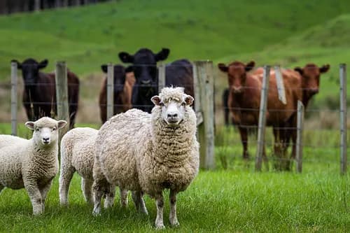 Animals & Pets